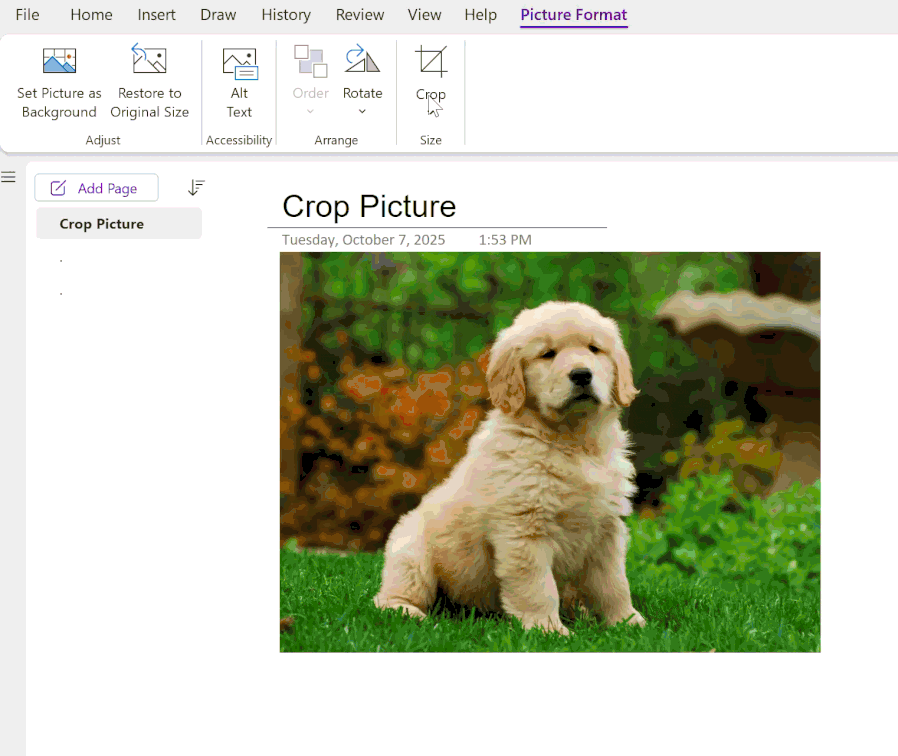 OneNote บน Windows ครอบตัดรูปภาพได้ทันทีในโปรแกรม!!